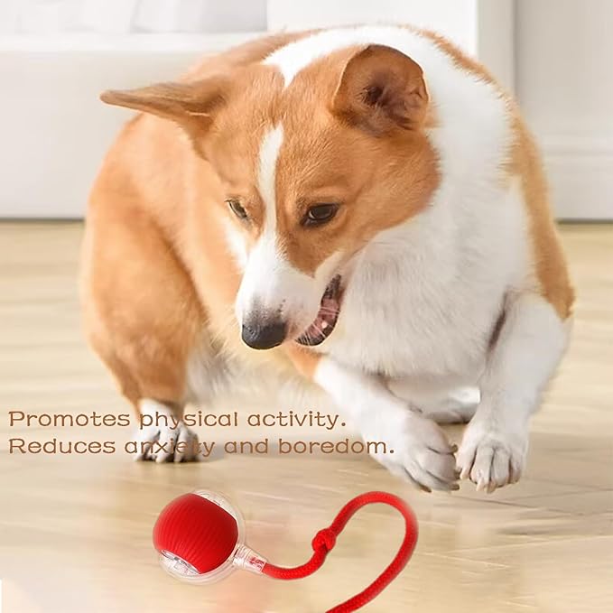 Rollraptor Interactive Pet Toy Ball